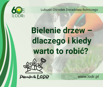 Bielenie drzew – dlaczego i kiedy warto to robić? 