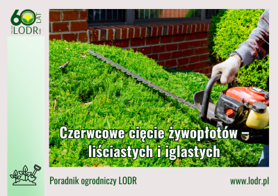 Czerwcowe cięcie żywopłotów – liściastych i iglastych