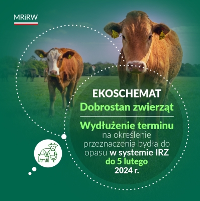 Dobrostan zwierząt: Wydłużenie terminu na określenie przeznaczenia bydła do opasu w IRZ