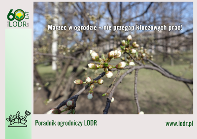 Marzec w ogrodzie – nie przegap kluczowych prac!