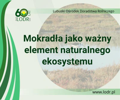 Mokradła jako ważny element naturalnego ekosystemu