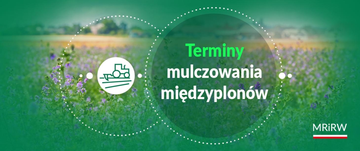 Mulczowanie międzyplonów po 15 listopada