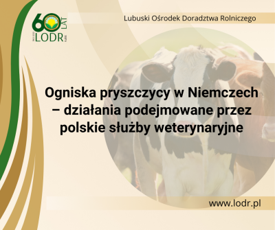 Ogniska pryszczycy w Niemczech – działania podejmowane przez polskie służby weterynaryjne