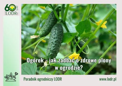 Ogórek - jak zadbać o zdrowe plony w ogrodzie?