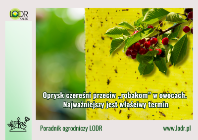 Oprysk czereśni przeciw „robakom” w owocach. Najważniejszy jest właściwy termin