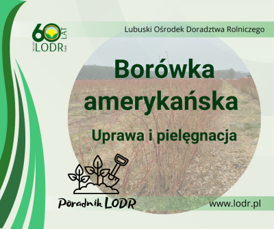 Poradnik LODR - Borówka amerykańska 