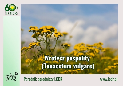 Wrotycz pospolity (Tanacetum vulgare)