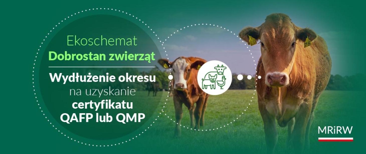 Wydłużenie okresu na uzyskanie certyfikatu QAFP lub QMP przez rolników ubiegających się o płatność dobrostanową