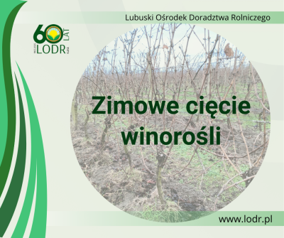 Zimowe cięcie winorośli