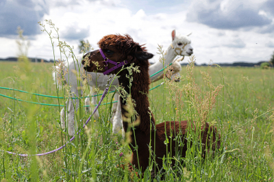 Alpaki nowatorska inicjatywa dla gospodarstw agroturystycznych – Dębowa Łęka